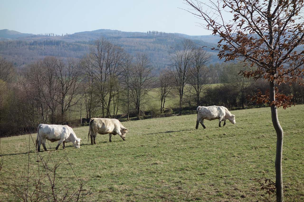 Cottage Na chaloupce u lesa Hradec - Nová Ves