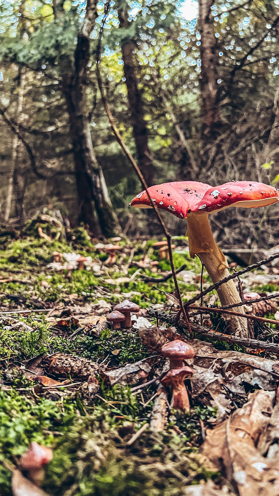 Cabin Mníšecká chatička Mníšek pod Brdy