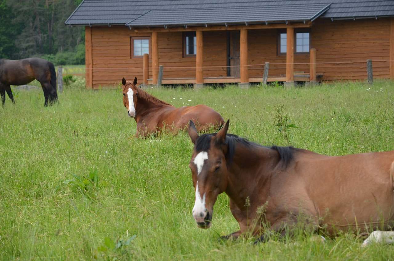 Log Cabin Ranč v Buši Čím